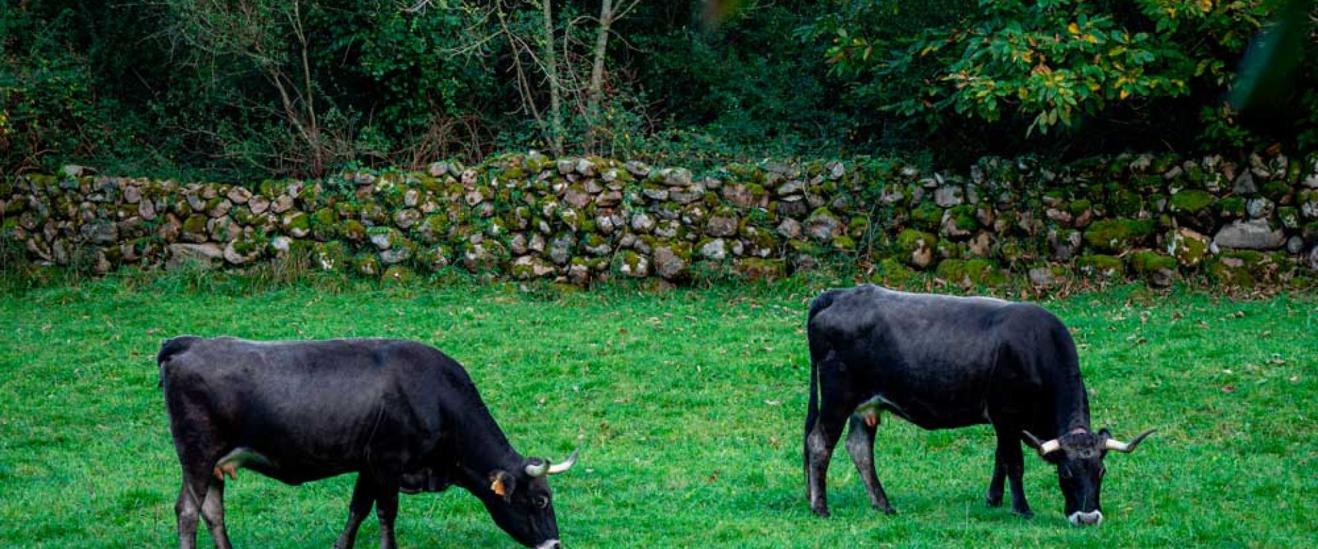 vacas-tudancas-web (1)